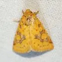 Nocloa cordova - Hodges#9796