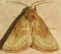 Nocloa duplicatus - Hodges#9801 - photo 2