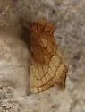 Nocloa duplicatus - Hodges#9801 - photo 3