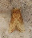 Nocloa duplicatus - Hodges#9801 - photo 4