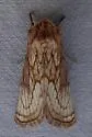 Nocloa duplicatus - Hodges#9801 - photo 5