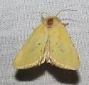 Nocloa nanata - Hodges#9797 - photo 2