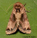 Nocloa plagiata - Hodges#9793 - photo 2