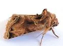 Nocloa plagiata - Hodges#9793 - photo 3