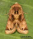 Nocloa plagiata - Hodges#9793 - photo 4