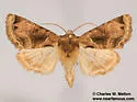 Nocloa plagiata - Hodges#9793 - photo 5