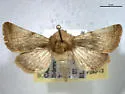 Nocloa rivulosa - Hodges#9794