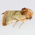 Nocloa rivulosa - Hodges#9794 - photo 2