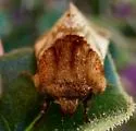 Nocloa rivulosa - Hodges#9794 - photo 5