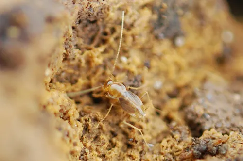 Nocticola gonzalezi