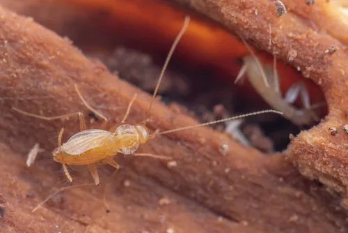 Nocticola uenoi