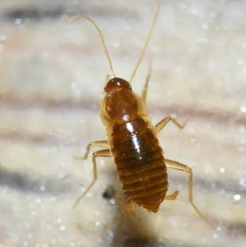 Nocticola vagus - photo 2