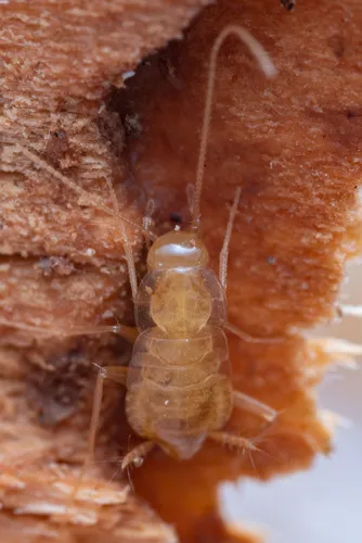 Cave Cockroaches - photo 2