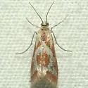 Noctueliopsis aridalis - Hodges#4834