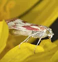Noctueliopsis aridalis - Hodges#4834 - photo 2