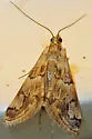 Noctueliopsis brunnealis - Hodges#4830