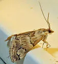 Noctueliopsis brunnealis - Hodges#4830 - photo 2