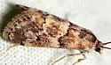 Noctueliopsis brunnealis - Hodges#4830 - photo 3
