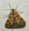Noctueliopsis brunnealis - Hodges#4830 - photo 4