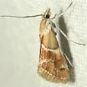 Noctueliopsis bububattalis - Hodges#4837