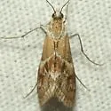 Noctueliopsis bububattalis - Hodges#4837 - photo 2