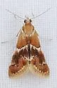 Noctueliopsis bububattalis - Hodges#4837 - photo 3
