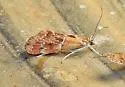 Noctueliopsis bububattalis - Hodges#4837 - photo 4