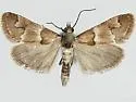 Noctueliopsis palmalis - Hodges#4832