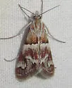 Noctueliopsis palmalis - Hodges#4832 - photo 3