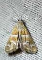 Noctueliopsis palmalis - Hodges#4832 - photo 4