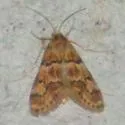 Noctueliopsis puertalis - Hodges#4831