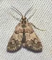 Noctueliopsis puertalis - Hodges#4831 - photo 3