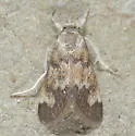 Noctueliopsis puertalis - Hodges#4831 - photo 4