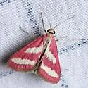 Noctueliopsis rhodoxanthinalis - Hodges#4836