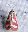 Noctueliopsis rhodoxanthinalis - Hodges#4836 - photo 2