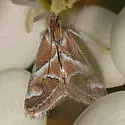 Noctueliopsis virula - Hodges#4838 - photo 3