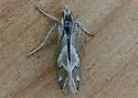 Noctueliopsis virula - Hodges#4838 - photo 4