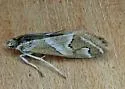 Noctueliopsis virula - Hodges#4838 - photo 5