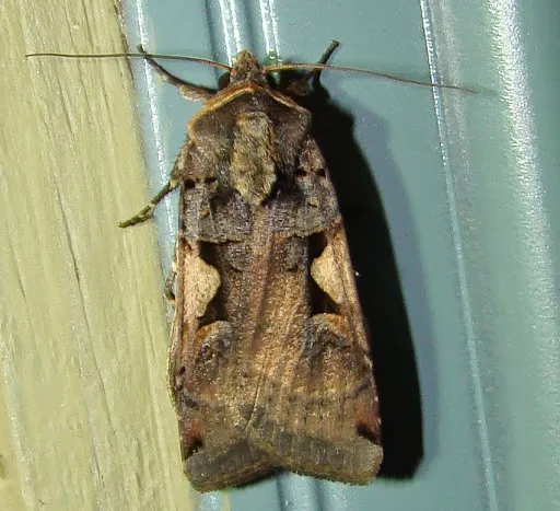 Owlet Moths - photo 3