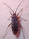 Noctuocoris fumidus - photo 2