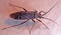 Noctuocoris fumidus - photo 3