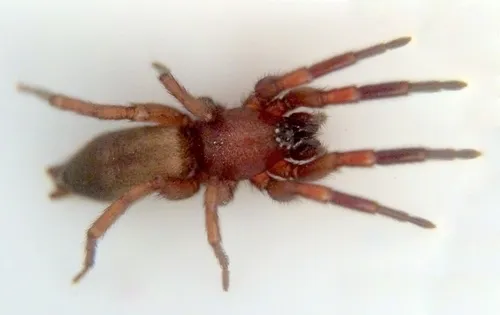 Nodocion floridanus
