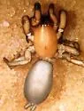 Nodocion rufithoracicus