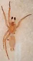 Nodocion utus - photo 2