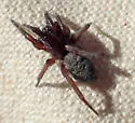 Nodocion voluntarius