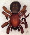 Nodocion voluntarius - photo 2