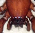 Nodocion voluntarius - photo 3