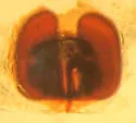 Nodocion voluntarius - photo 5