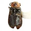 Nodopus caviceps - photo 2