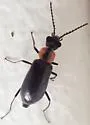 Nodopus caviceps - photo 3